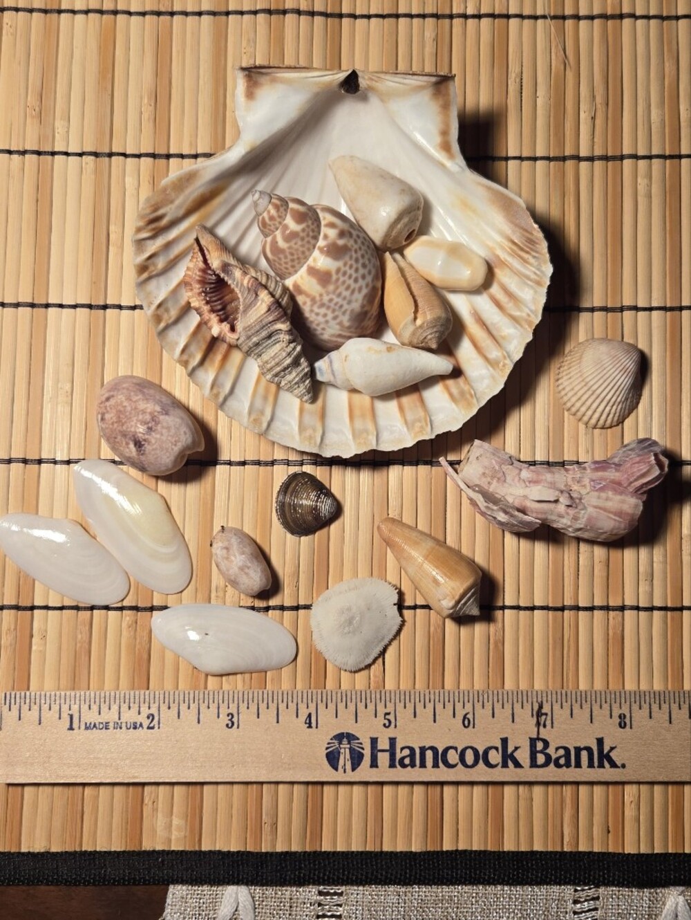17 Beautiful Sea Smaller Shells